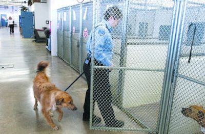 
Animal Protection Officer Francisca Rapier leads a stray Austrialian Shepard mix to it's temporary home at SCRAPS. The dog will be held for three business days and then if it's still unclaimed, will be put up for adoption. SCRAPS Director Nancy Hills says the shelter is 
