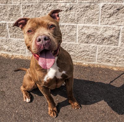 Cash was surrendered to the Spokane County Regional Animal Protection Service. (Kathy Piper / For The Spokesman-Review)