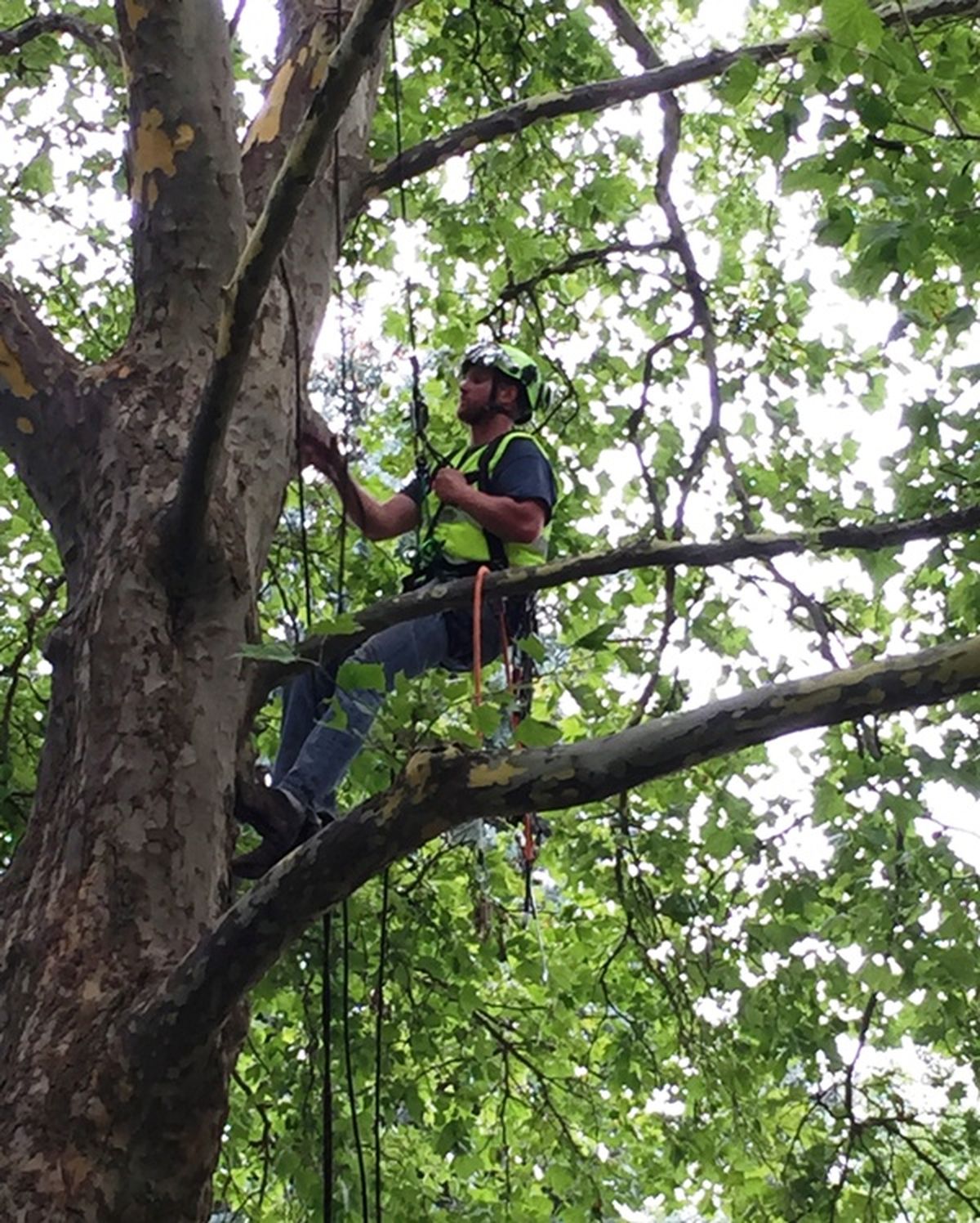 On Wednesday, Devon Braithwaite, Grace Tree Service general manager and a certified arborist, scaled the tree outfitted in complete safety gear and lowered the bike using ropes. The bicycle, an older style Savannah Huffy will be turned in to the Police Department. (City of Coeur d