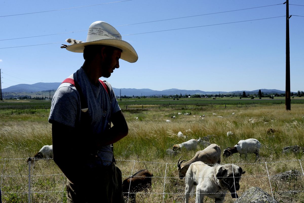 “They’re browsers, not grazers,” Reece Dobson said as he tended to his goat herd Friday in Spokane Valley. Avista hired him to slow weeds. (Kathy Plonka)