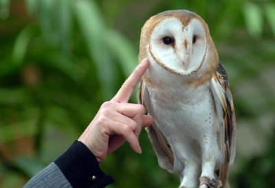 Luke, a barn owl, sits on the hand of raptor biologist Jane Cantwell as she points out the location of his ears during a show-and-tell session about birds of prey in Coeur d’Alene in this 2006 file photo.  (File / The Spokesman-Review)
