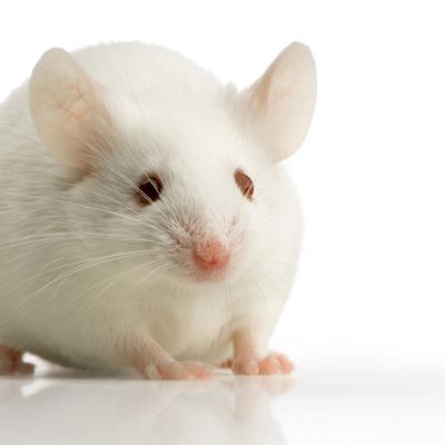 Cancer researchers investigating the role of a sepcific protein in cancer found that a natural protein turned out to be a powerful regulator of metabolism, helping obese laboratory mice lose some of their fat. (Dreamstime / Tribune News Service)