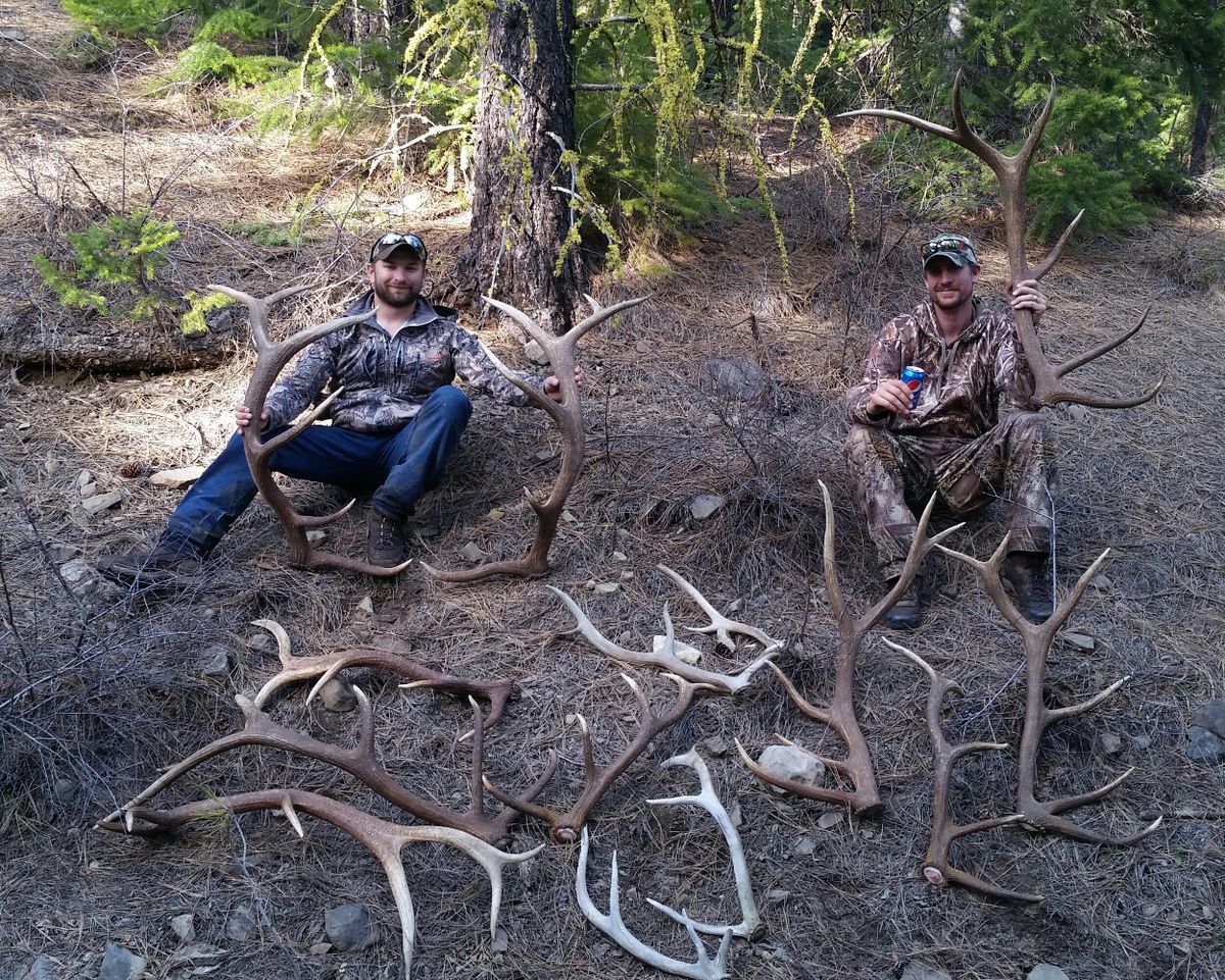 Neil Rico of Chehalis, Washington, left, shows shed elk antlers he and friends collected while determining where they would hunt elk in southwestern Montana. The area also is known to have a healthy grizzly bear population. (COURTESY PHOTO / COURTESY PHOTO)