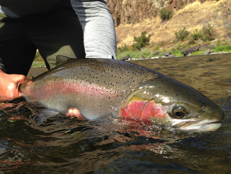 Steelhead in the Grande Ronde, Snake and Clearwater rivers are prized by fly fishers. (Michael Visintainer / Silver Bow Fly Shop)