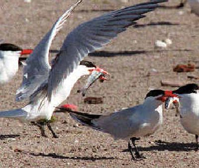 
Gripping freshly caught salmon smolts, Caspian terns gather near a nesting colony on Rice Island near the mouth of the Columbia River in this May 28, 1998, file photo. After successfully moving the birds from Rice Island to East Sand Island, now the government wants to move them again. 
 (File/Associated Press / The Spokesman-Review)