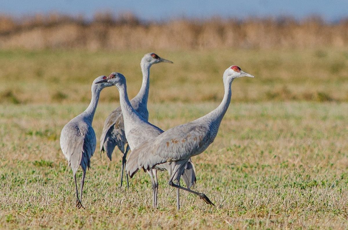 Sandhill cranes flocking into Othello area prior to festival | The ...