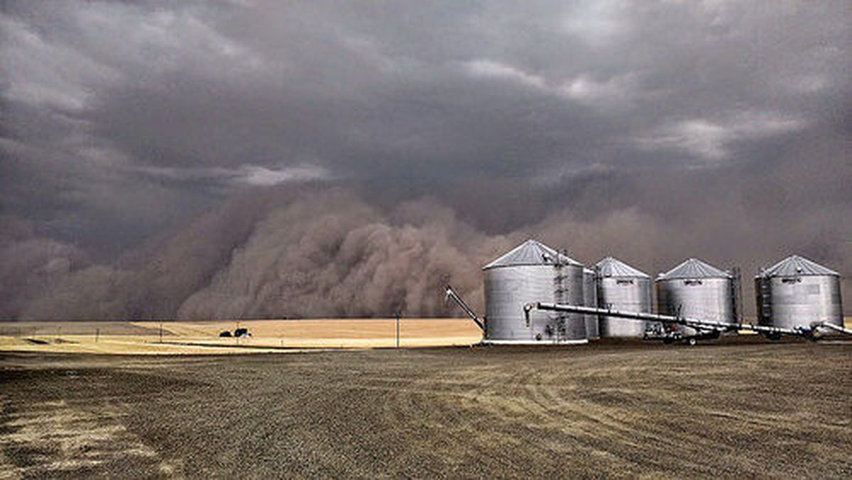 A haboob blankets a field near Ritzville, Wash., on Aug. 12, 2014.  (Courtesy of Susan DeWald)