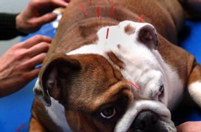 
Veterinarian Rosemarie Asterino, gives Bella, an English bulldog, acupuncture to help a skin disease. Bella was also treated with herbs and diet therapy. 
 (Jed Conklin / The Spokesman-Review)