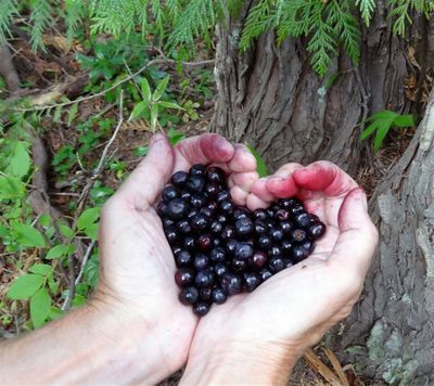 A hearty handful of huckleberries. (Vickie Garner Sienknecht)