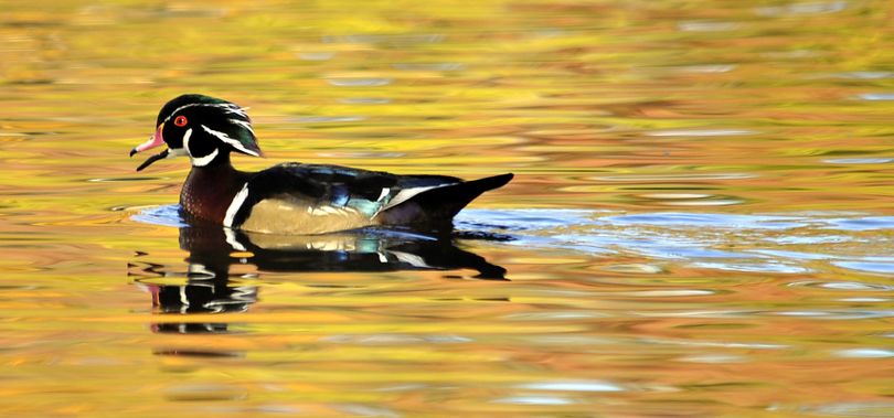 Wood duck males are among the most colorful of North American waterfowl.  (Dan Pelle)
