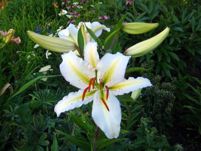 The large blossoms of Oriental lilies provide breathtaking accents in the garden. The cultivar Nippon is shown here. Special to  (SUSAN MULVIHILL Special to / The Spokesman-Review)