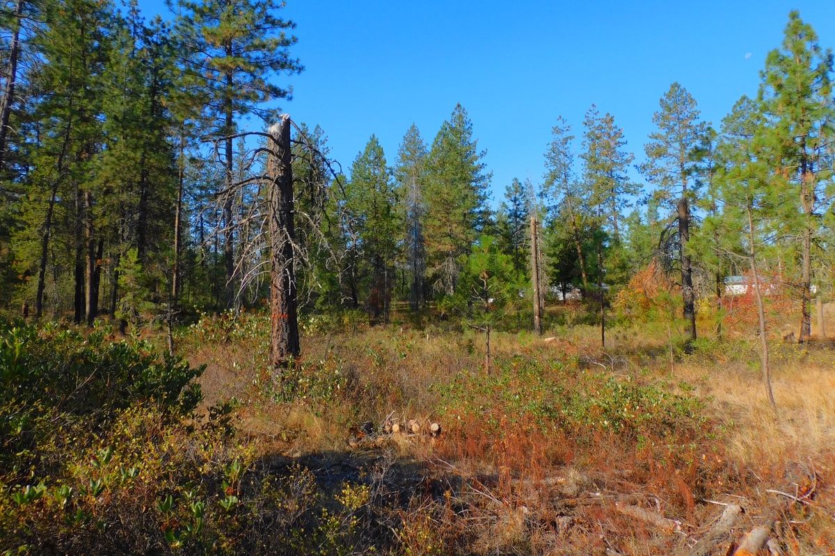 A part of the Riverside School District forest land shows an opening created by a wildfire that started on adjacent property. The land is being managed for wildlife habitats and educational opportunities, and a Washington State University class is developing a management plan for the district.  (Courtesy)