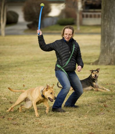 “I’m so happy for the sunshine,” said Diane Sherman as she exercises her dogs Zara (running) and Benji in Corbin Park Tuesday, Jan. 2, 2012. (Colin Mulvany / The Spokesman-Review)