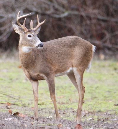 Washington and Idaho wildlife officials are tracking outbreaks of a pair of deer diseases.  (Courtesy of WDFW)