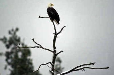 
A bald eagle sits atop a tree at Higgens Point where it can be seen from the nearby Centennial Trail. 
 (Liz Kishimoto / The Spokesman-Review)