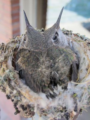 Two young hummingbirds in a nest on Bill Bender's deck in Spokane. (Bill Bender)