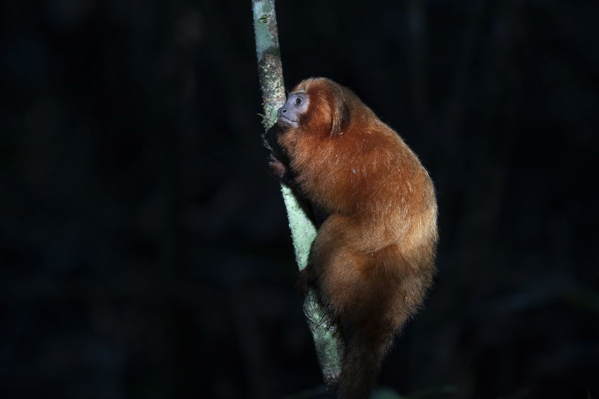 A Golden Lion Tamarin holds on to a tree in the Atlantic Forest region of Silva Jardim in Rio de Janeiro state, Brazil, Thursday, Aug. 6, 2020. A recently built eco-corridor will allow these primates to safely cross a nearby busy interstate highway bisecting one of the last Atlantic coast rainforest reserves.  (Silvia Izquierdo)