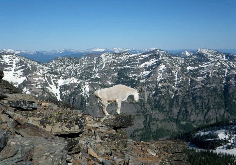 Mountain goat on Scotchman Peak. (Phil Hough)