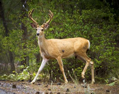 A mule deer wanders near the Bowl and Pitcher campground in Riverside State Park Thursday, Aug. 2, 2012. (Colin Mulvany / The Spokesman-Review)