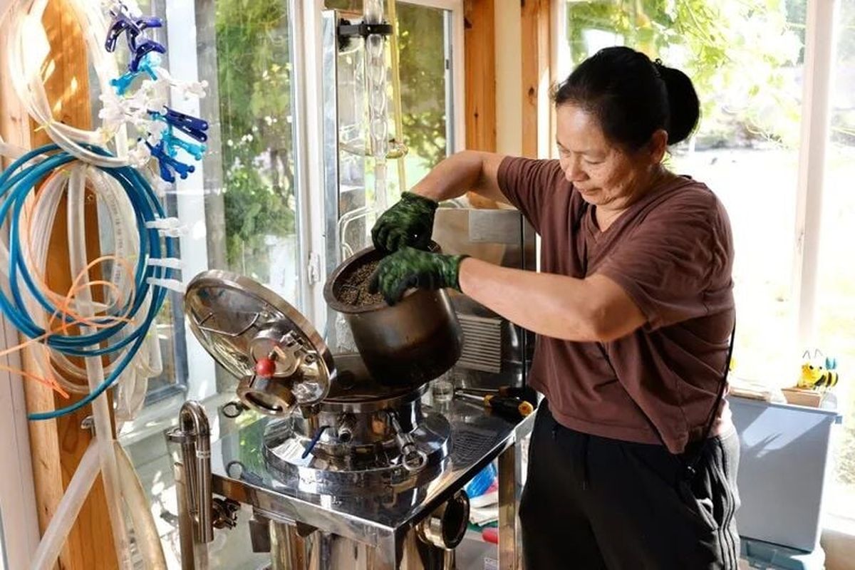 Ivy Cheung, owner and farmer of Snofalls Lavender Farm in Fall City, works at her distiller making lavender oil. Cheung learned about lavender essential oil, the potently-scented product found in everything from soap to smelling salts, in 2019.  (Karen Ducey/Seattle Times)