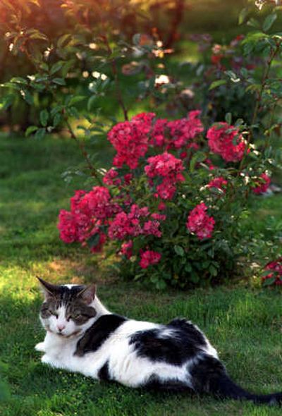 A cat in the garden … what a shocker.
(File / The Spokesman-Review)