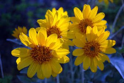
Arrowleaf balsamroot
 (The Spokesman-Review)