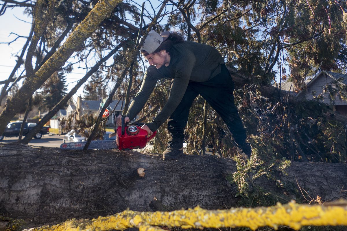 Tanner Macri, 21, begins taking limbs off one of two trees that fell across Arthur Street near 37th because of strong winds in the overnight hours, Wednesday, Jan. 13, 2020. Winds of up to 70 miles an hour swept through Spokane and brought down hundreds of trees and knocked out power to tens of thousands of customers.  (Jesse Tinsley/The Spokesman-Review)