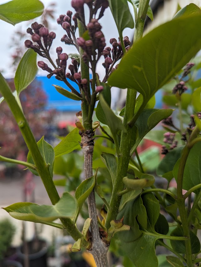 New lilac flowers are produced on wood that grew the previous year. Remove this year’s flowers by cutting just above the ridged area on the step. New flower buds will emerge from the dark brown buds below.  (Pat Munts/For The Spokesman-Review)