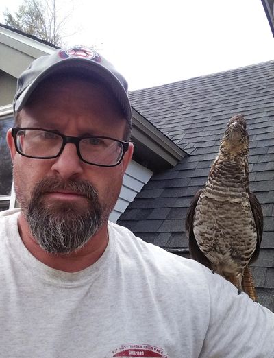 A wild grouse, who is called “Walter” by a family, sits perched on the shoulder of Todd Westward outside a New London, N.H., home.  (Mary Beth Westward)