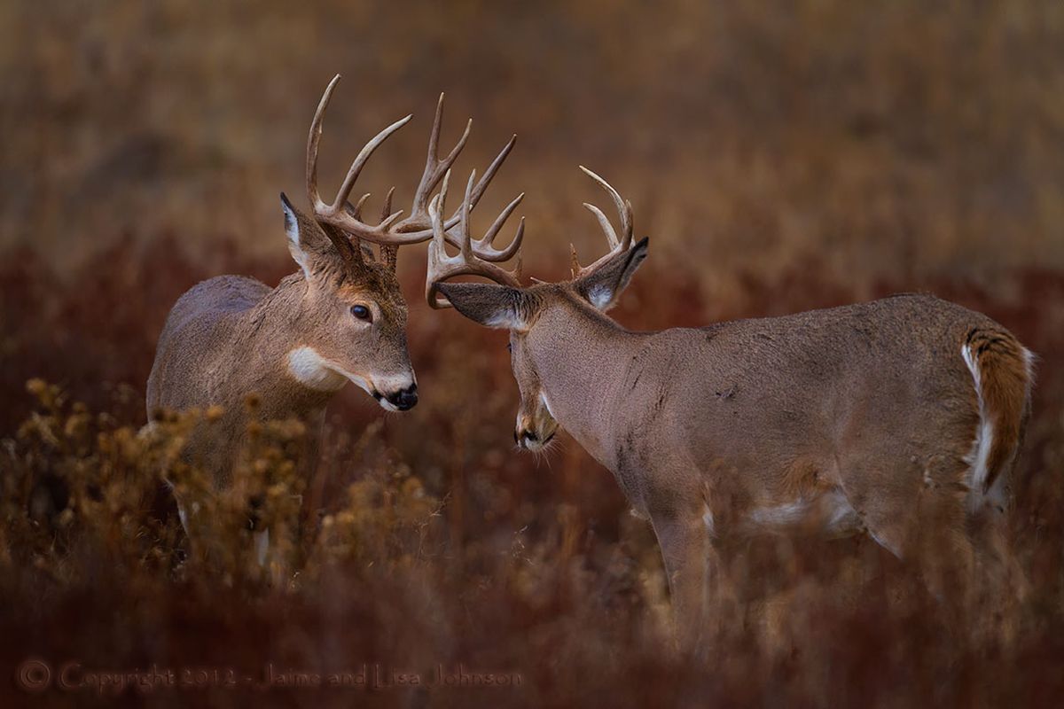 Two whitetail bucks joust with their antlers in early November as the rut -- the deer mating seasons -- begins to take shape. (Jaime Johnson)