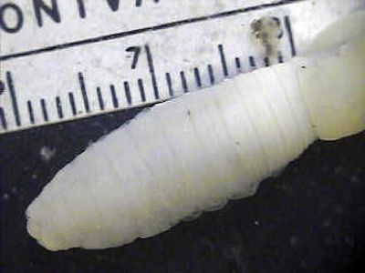 
This  University of Idaho photo shows part of a giant Palouse earthworm, Driloleirus americanus. 
 (File / The Spokesman-Review)