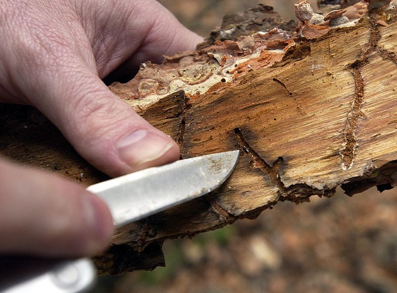 In this 2004 photo, a dead bark beetle, barely bigger than the knife point, is seen  burrowed into a ponderosa pine  at Farragut State Park in Idaho.  (File)