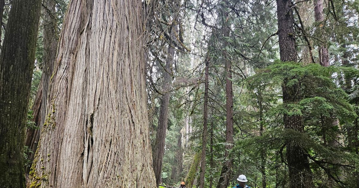 Groups planning work on Idaho trails into the Salmo-Priest Wilderness
