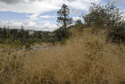 Bikers speed past heaps of tumbleweed blown in from an adjacent field Thursday on the Centennial Trail between Harvard and Barker roads near Liberty Lake.  (KATE CLARK / The Spokesman-Review)