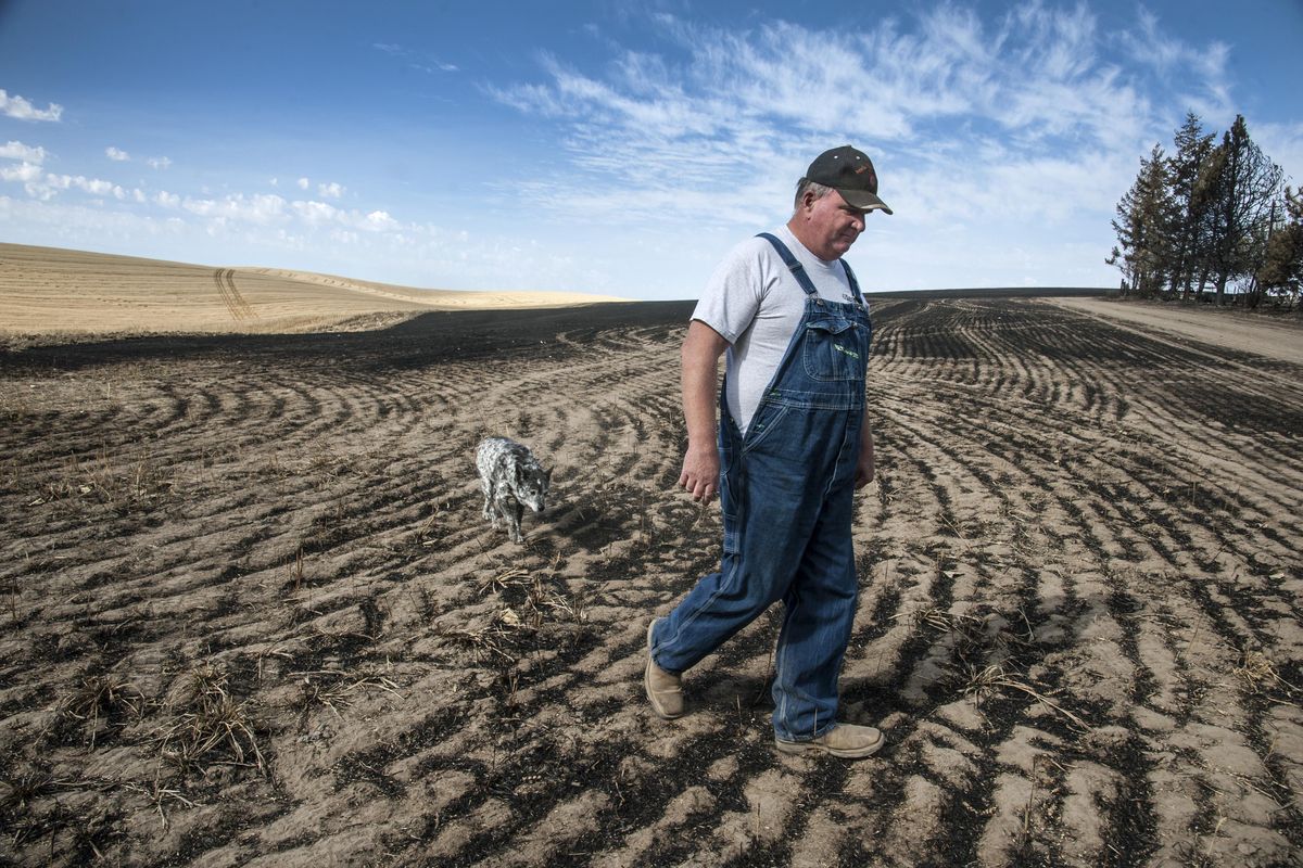 Jack Lacher of Valleyford walks with his dog, Bandit, across a burned wheat field near the corner of Stoughton and Madison. Farmers like Lacher used their farm equipment to help battle the Yale Road fire that broke out Aug. 21. A moldboard plow was used on this field to contain the blaze. (Dan Pelle / The Spokesman-Review)