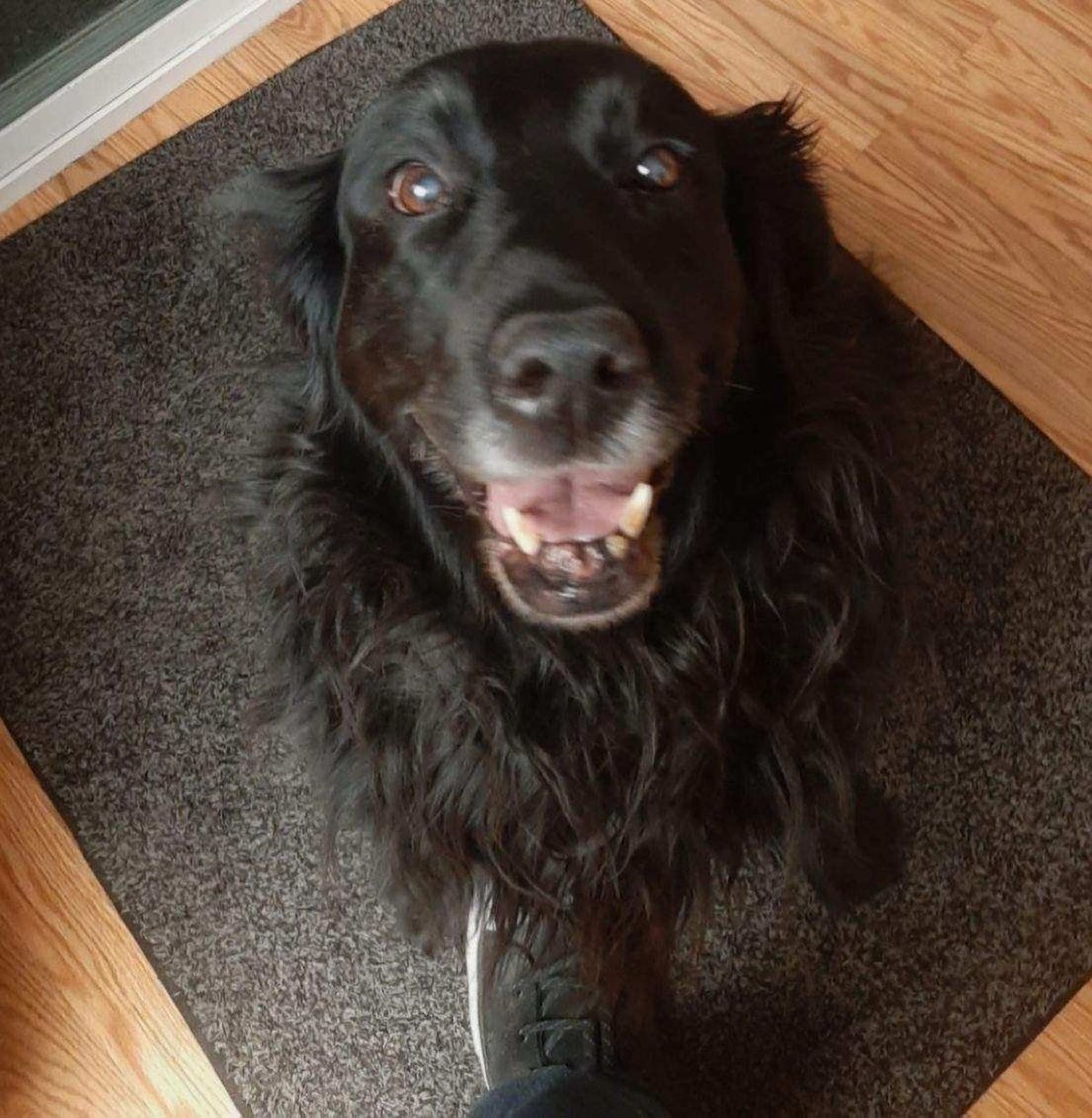 Bellatrix, a 13-year-old chocolate Lab and golden retriever mix, died last month after the dog experienced apparent heat-related symptoms while boarded at Faithful K9 Trainer in Coeur d’Alene.  (Courtesy of Tiffaney Price-Eddington)