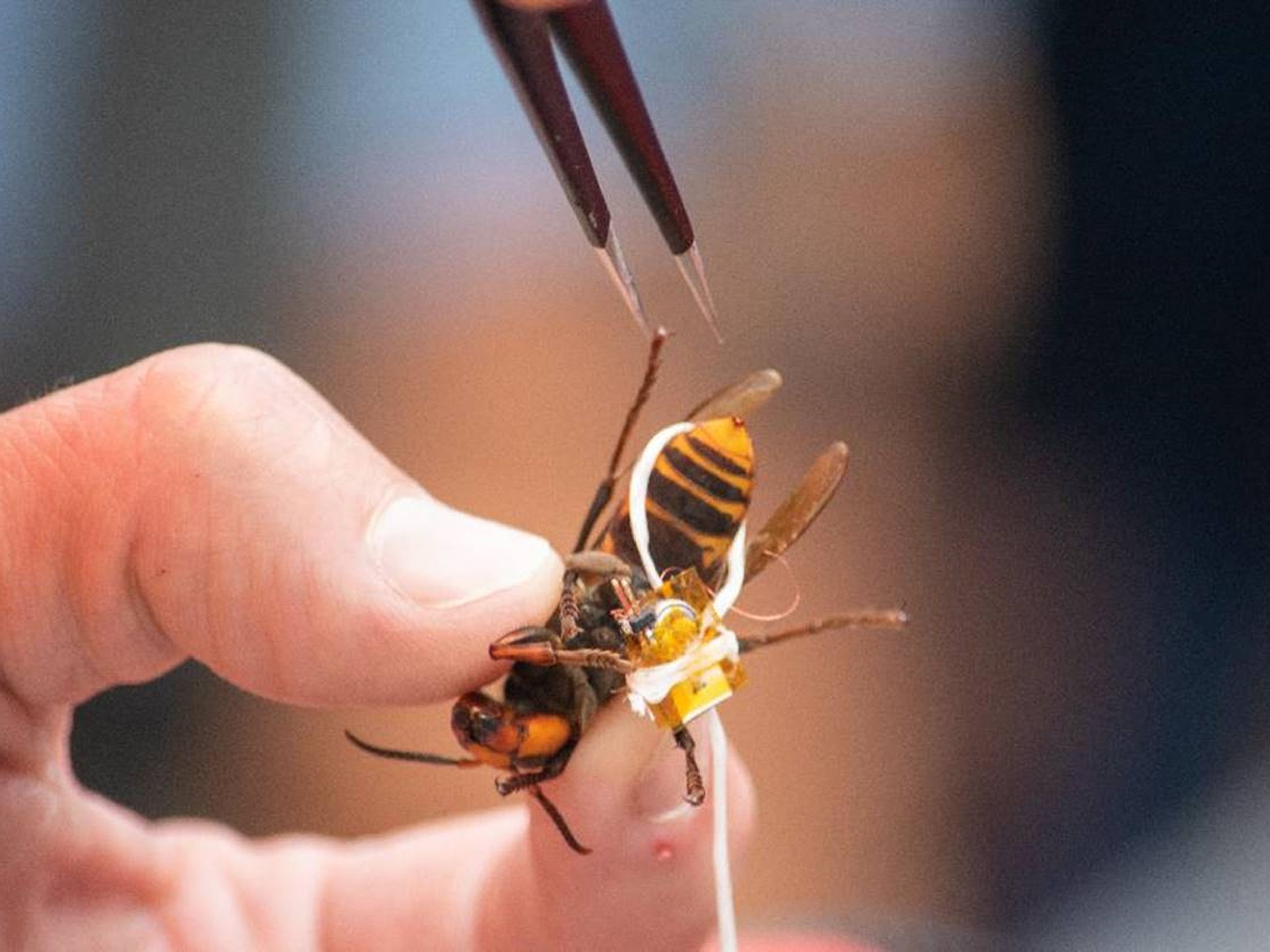 Asian Giant Hornets Nest Found In Whatcom County The Spokesman Review