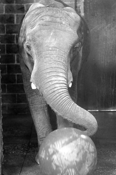 
Maggie, Alaska's only elephant, pushes a ball in her enclosure at the zoo in Anchorage on Monday. 
 (Associated Press / The Spokesman-Review)