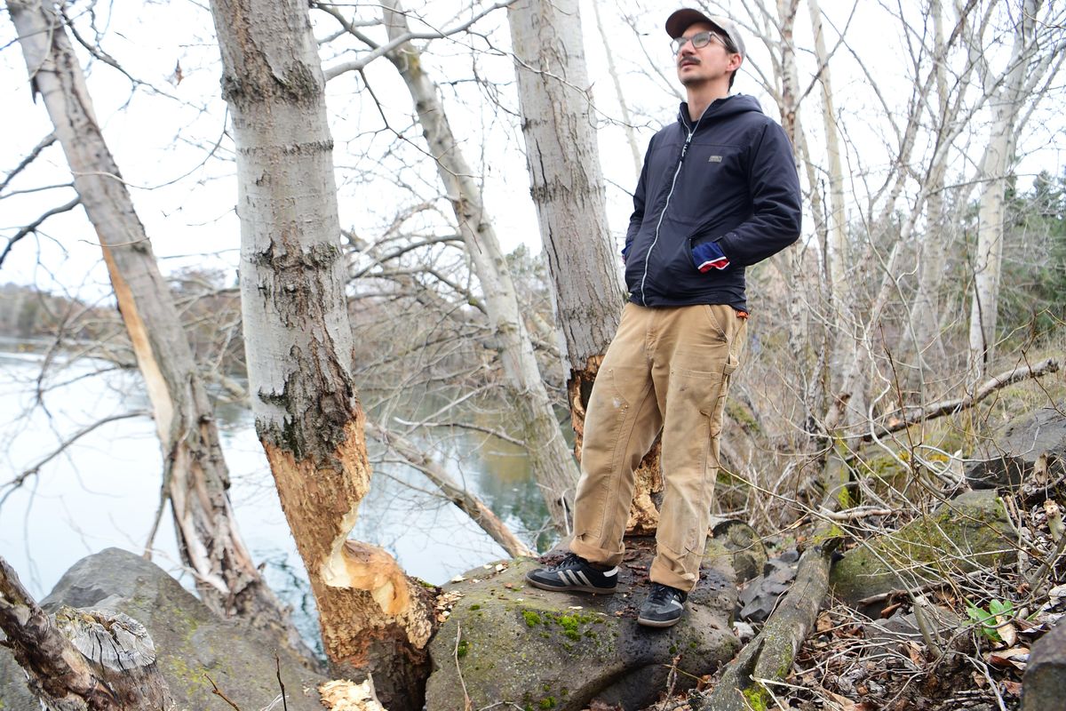 Ecologist Joe Cannon examines some of the beaver damage to trees along the Spokane River near the Gonzaga University campus, Thursday, Mar. 22, 2018. Cannon works for the Lands Council and monitors and remediates beaver damage to the banks of local waterways. (Jesse Tinsley / The Spokesman-Review)