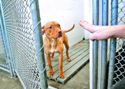 
Chad Scheres of SCRAPS, in Spokane Valley,  commands a mild-mannered adult female pit bull to stay in her pen on Thursday. 
 (Photo by DAN PELLE / The Spokesman-Review)