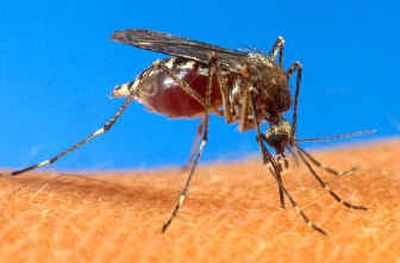 
A mosquito is shown biting a person in this file photo provided by the U.S. Department of Agriculture. 
 (Associated Press / The Spokesman-Review)