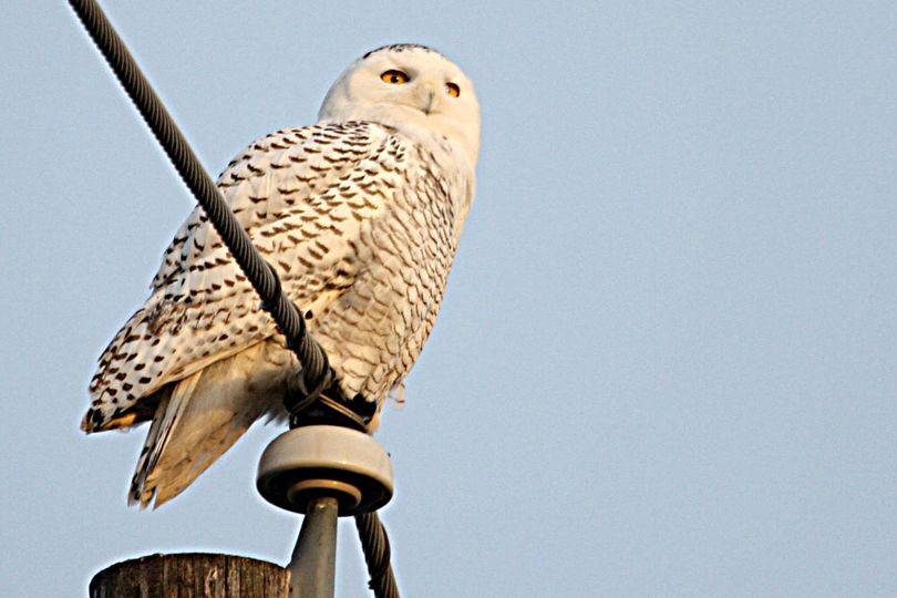 A winter migrant snowy owl perches near Mt. Spokane High School, where it hunted for weeks in November-December 2012. (Ron Dexter)