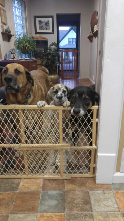 Will that fence hold?