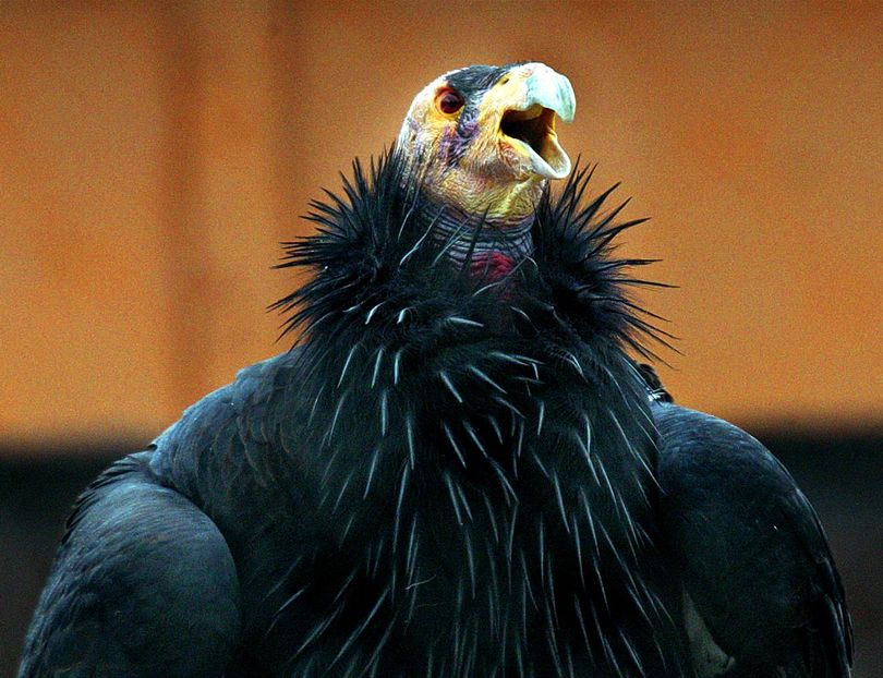 In this 2003 file photo, a California condor is seen at the Oregon Zoo condor breeding facility near Carver, Ore. (The Spokesman-Review)