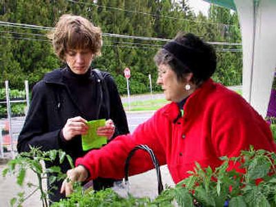 
Janice Thorson helps a customer on the opening day at the Moran Prairie Farmers' Market. That day, she had 18 varieties of tomato plants for sale. She grows about 25 different varieties in her South Hill Home.Janice Thorson helps a customer on the opening day at the Moran Prairie Farmers' Market. That day, she had 18 varieties of tomato plants for sale. She grows about 25 different varieties in her South Hill Home.
 (Laura Crooks/Laura Crooks/ / The Spokesman-Review)