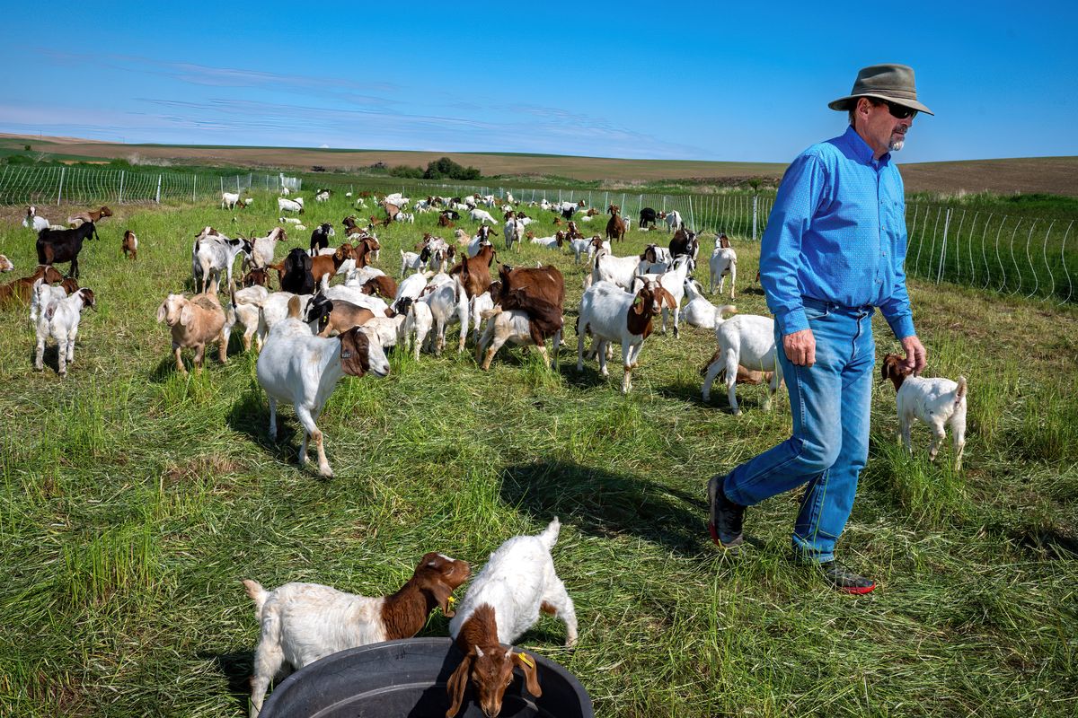 Les Camp, owner of Leshay Goat Rentals, walks among his grazing herd of 252 goats along Latah Creek near Latah on Thursday. He is working with the Spokane Conservation District on a monthlong project to clear weeds along the creek. After the goats eat the weeds, conservation workers are reseeding the area with native species.  (COLIN MULVANY/THE SPOKESMAN-REVIEW)