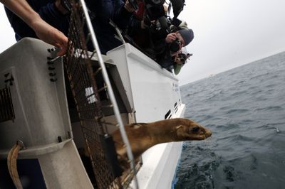 Fruitvale, the California sea lion rescued from Interstate 880 in Oakland, is released near the Farallon Islands, 27 miles west of San Francisco, on Saturday.  (Associated Press / The Spokesman-Review)