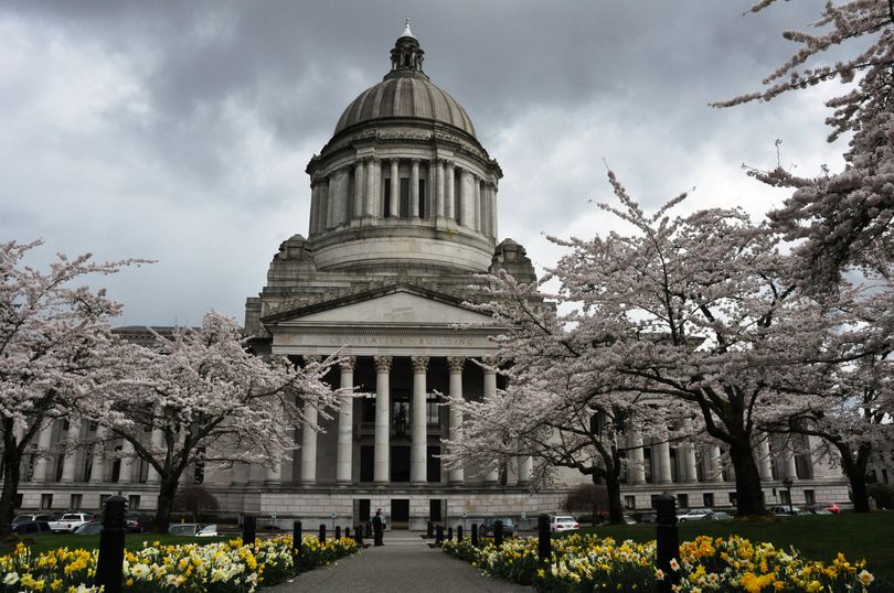 OLYMPIA -- Cherry blossoms and daffodils are blooming on the Capitol Campus. (Jim Camden)