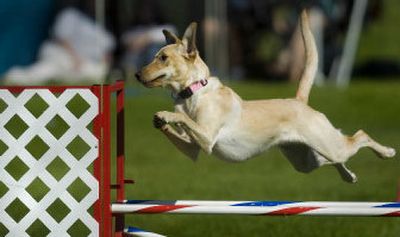 
Emmy, an 18-month-old yellow Labrador retriever, clears a 20-inch-high bar during a trial at University Elementary School on Sunday. 
 (Photos by JOE BARRENTINE / The Spokesman-Review)