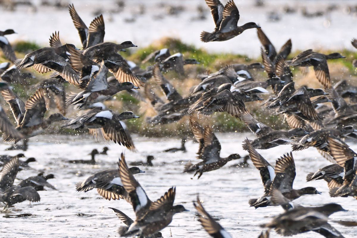 Saltese Flats has gone from ag land to birding mecca in a few